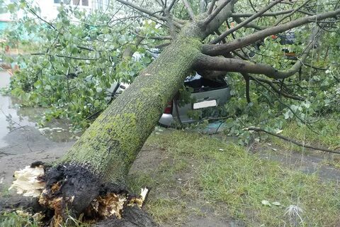 Падает дерево что делать