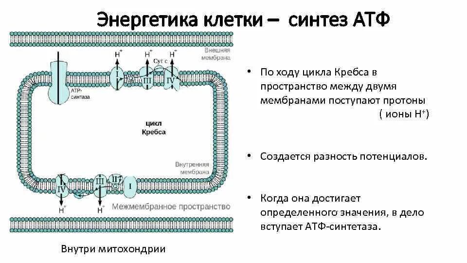 Синтез атф в какой клетке. Синтез атф в какой клетке