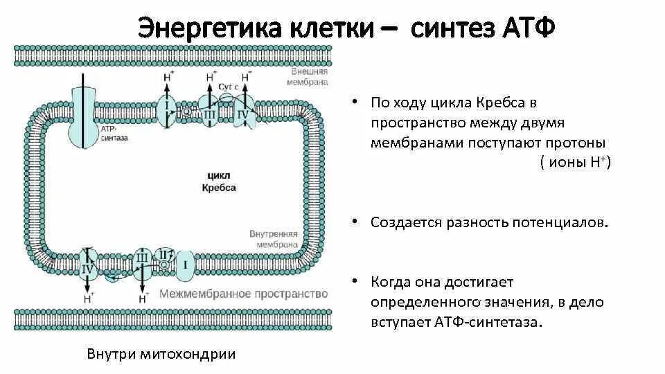 Ведущий механизм синтеза атф. Синтеза АТФ синтетазы. Синтез АТФ схема. Процесс синтеза АТФ. Клеточное дыхание Синтез АТФ.