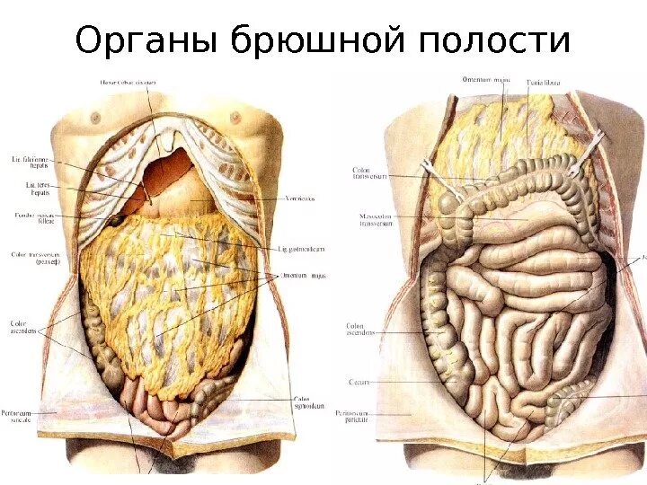 Органы живота. Анатомия органов брюшной полости. Строение брюшной полости человека. Анатомия брюшной полости мужчины. Органы брюшнойтполости.