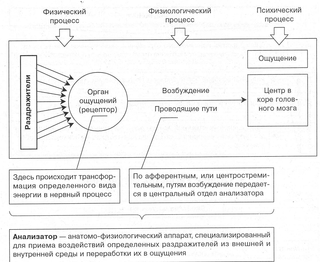 Возникновение ощущений схема. Анализатор- физиологическая основа ощущений. Физиологические механизмы возникновения ощущений. Схема возникновения ощущений в психологии.