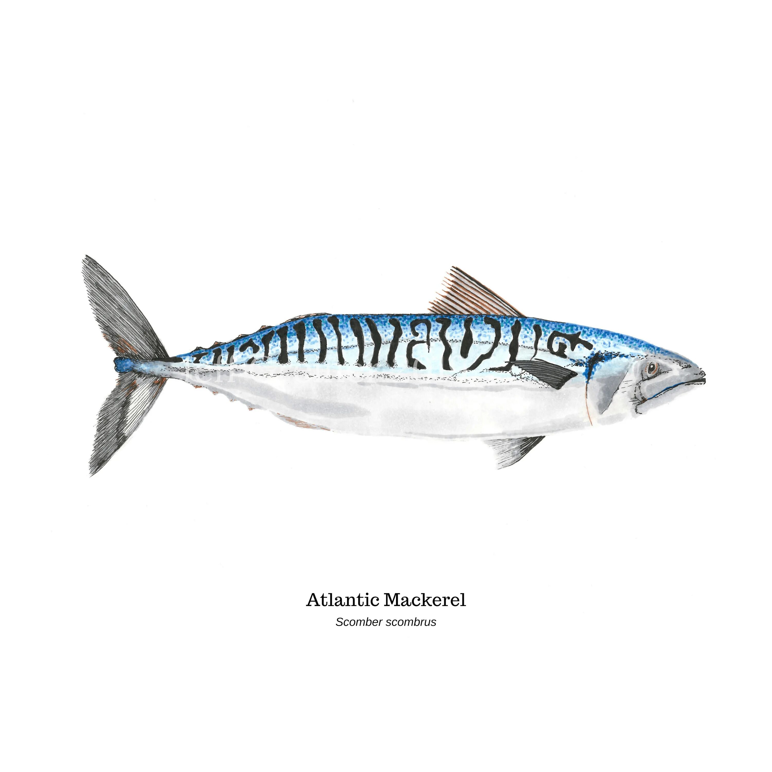 Mackerel перевод