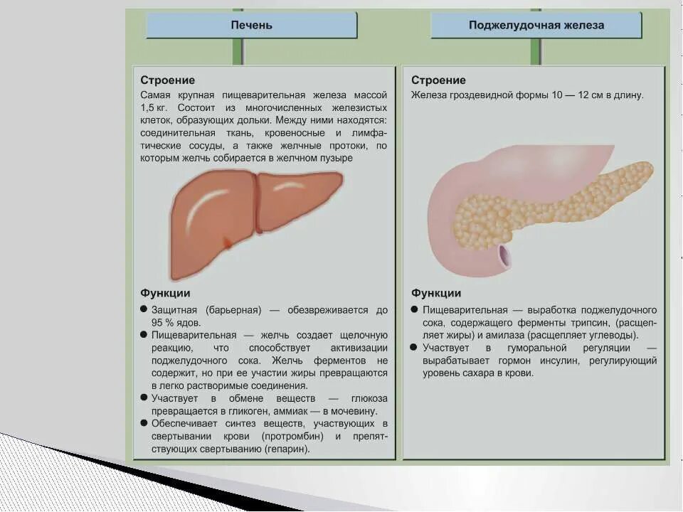 самые крупные пищеварительные железы