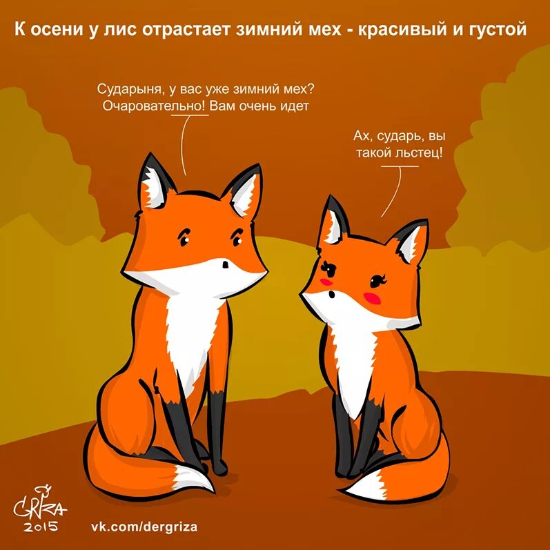 Тест лис. Шутки про лисят. лиса с надписью. цитаты с лисами. шутки про лису.