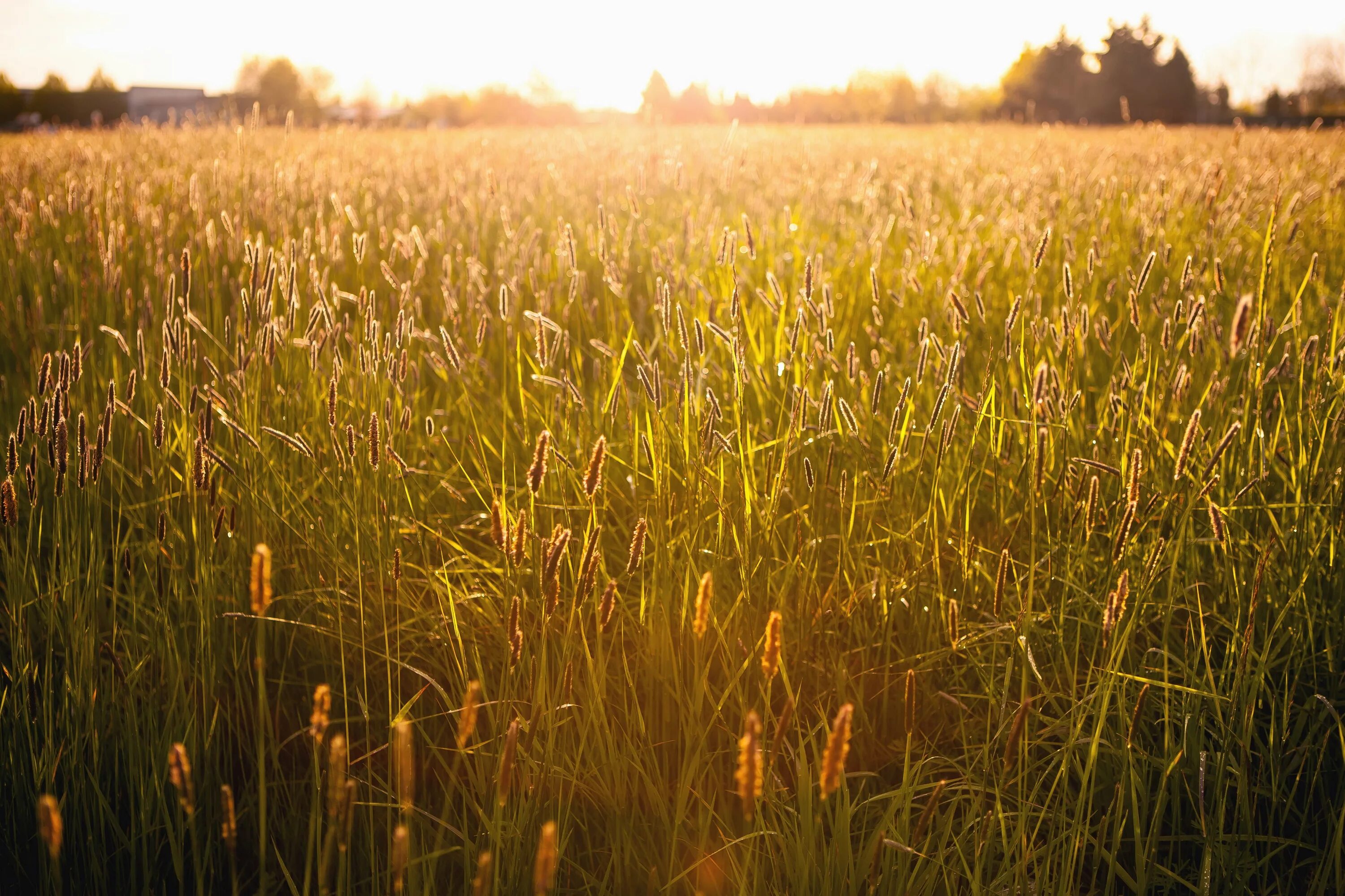 Пшеничное поле. Жёлтая трава на полях. В поле. Бескрайние поля пшеницы.