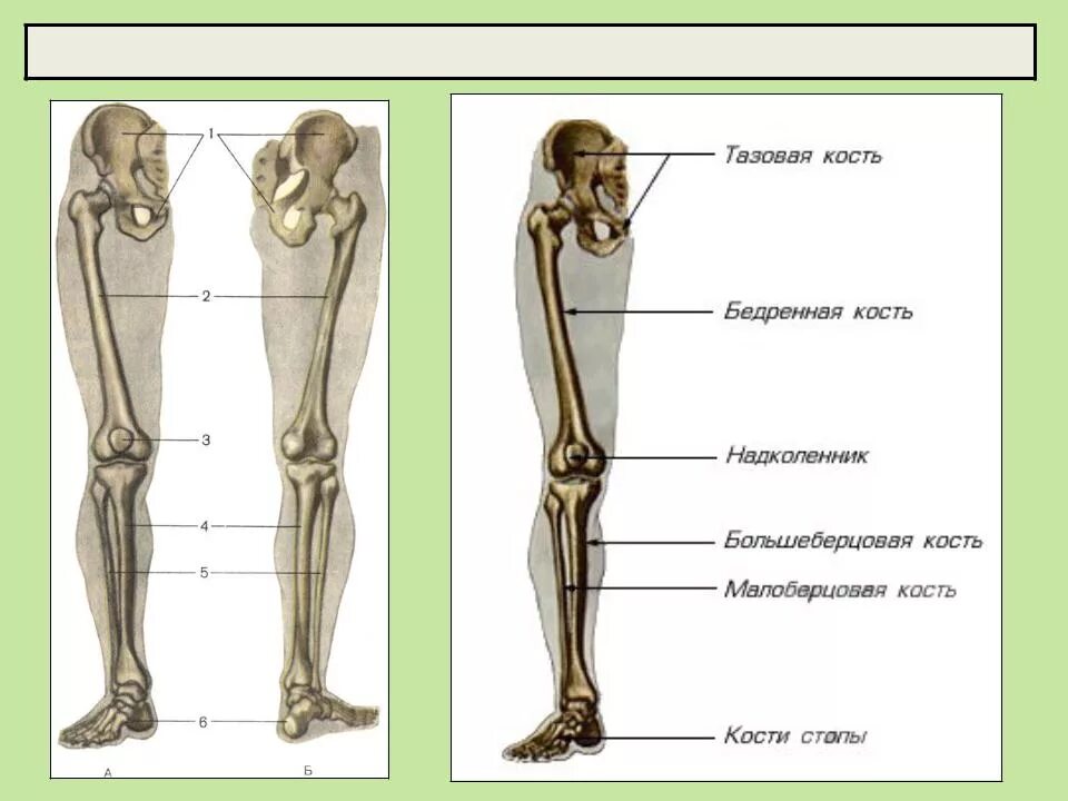 Нижние конечности тела. Кости ноги. Скелет нижних конечностей. Нижняя конечность. Кости нижней конечности.