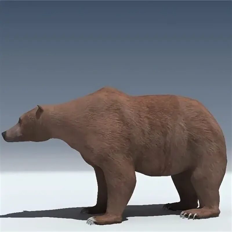 Медведь 3 0. Медведь 3д. медвежонок 3д модель. гризли 3d. медведь 3d модель.