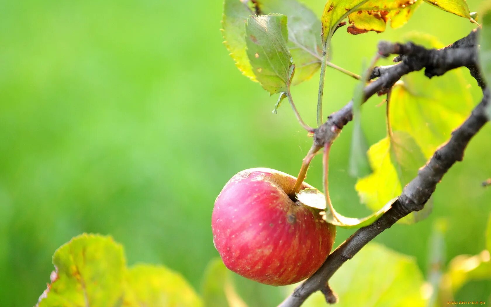 Яблоки под яблоней. Яблоня Кушнаренковское осеннее. Яблоки на ветке. Осень яблоки. Яблоки на дереве.