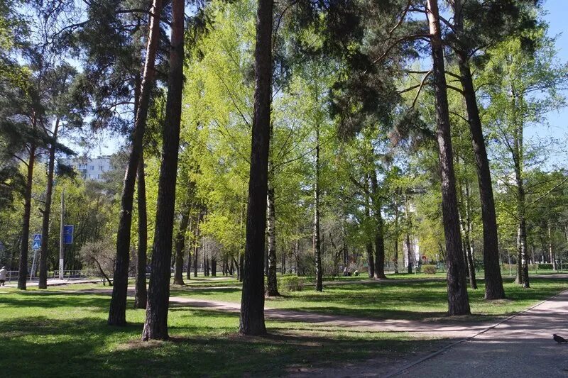 Сосенки царицыно. Парк Сосенки в Царицыно. Парк Сосенки кавказский бульвар. Парк Сосенки Нахимовский проспект. Парк Сосенки Котловка.