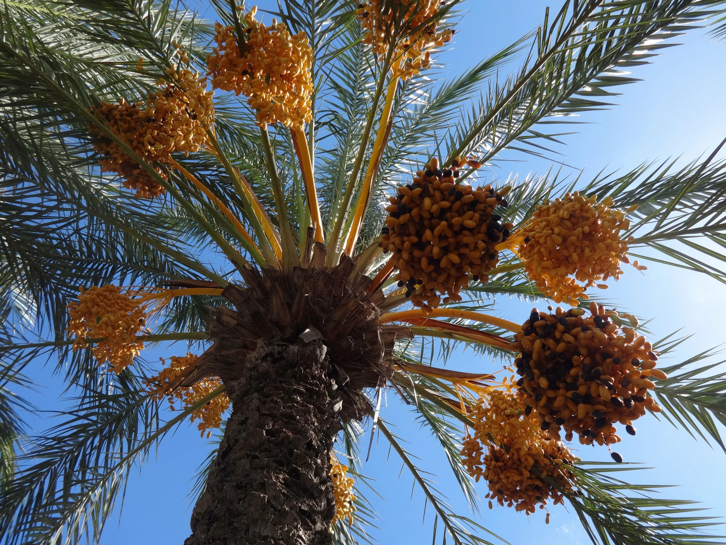 Финиковая пальма где растет природная зона. Финики на пальмах Тунис. Финиковая Пальма (финик пальчатый). Алжир финиковая Пальма. Финиковая Пальма Росток.