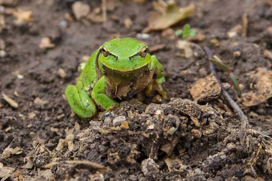 Как избавиться от лягушек на участке. Земляная жаба. Лягушка в огороде. Земляная лягушка на огороде. Земляной Лягушонок.
