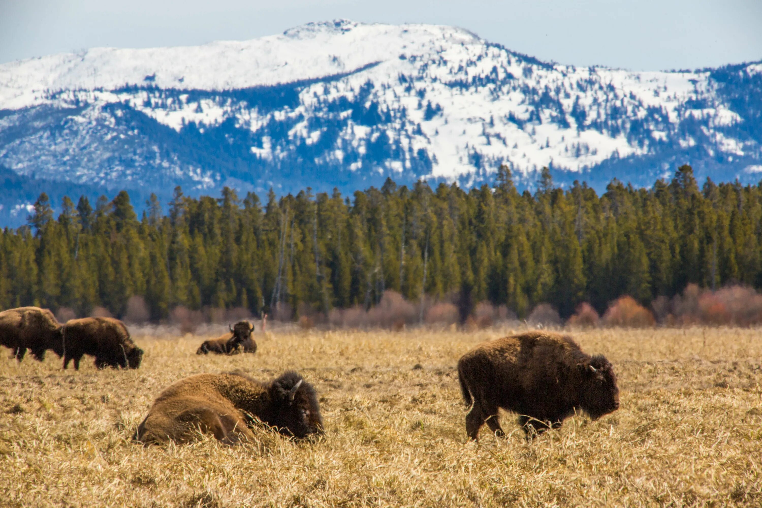 Бизон парк Йеллоустоун. Йеллоустонский парк бизоны. Yellowstone заповедник. Йеллоустонский национальный парк бизоны. Много бизонов