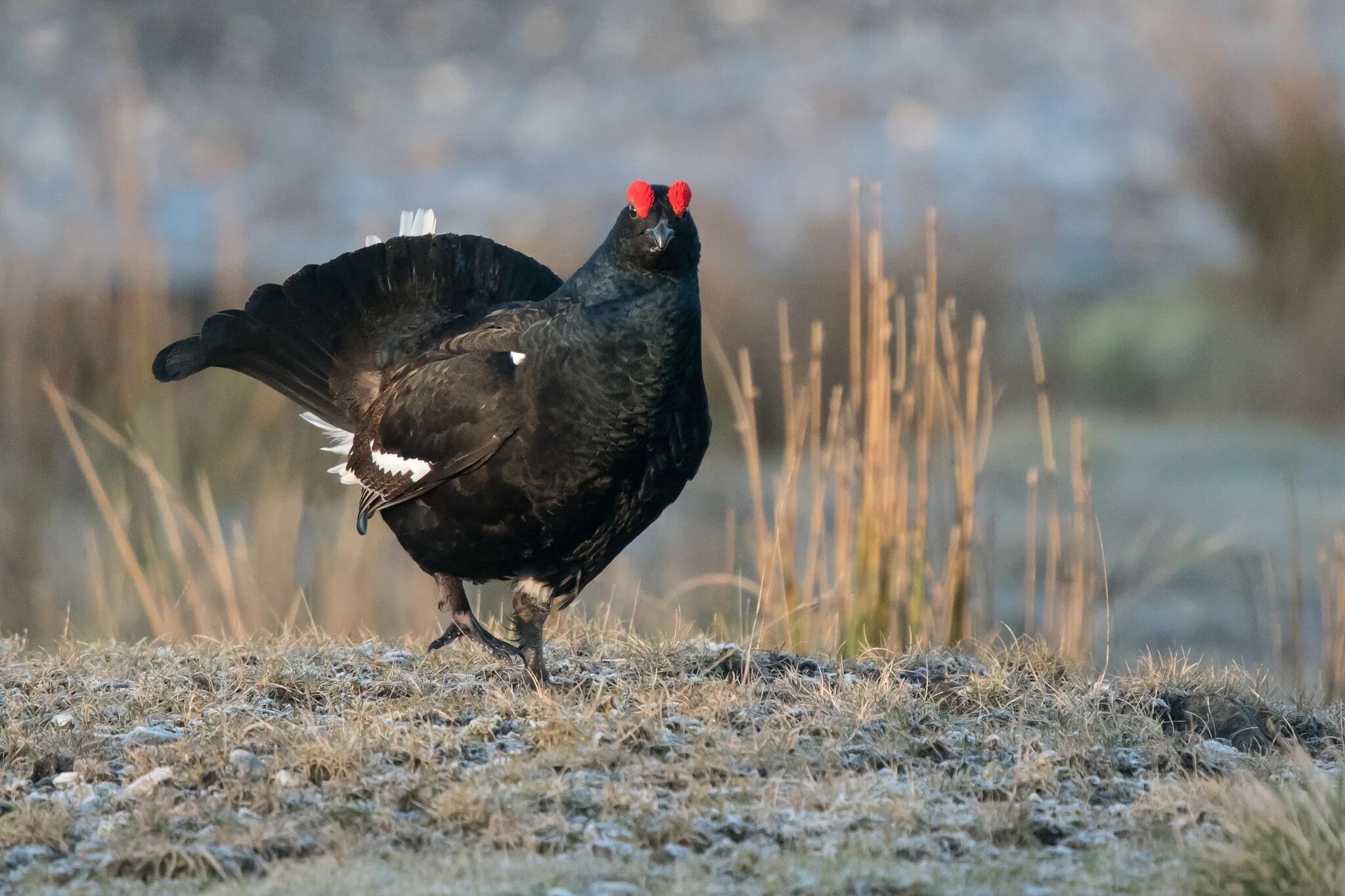 слеток тетерева. самец тетерева 5 букв. самец тетерев 5 букв. тетерев-косач. глухарь птица фото самка.