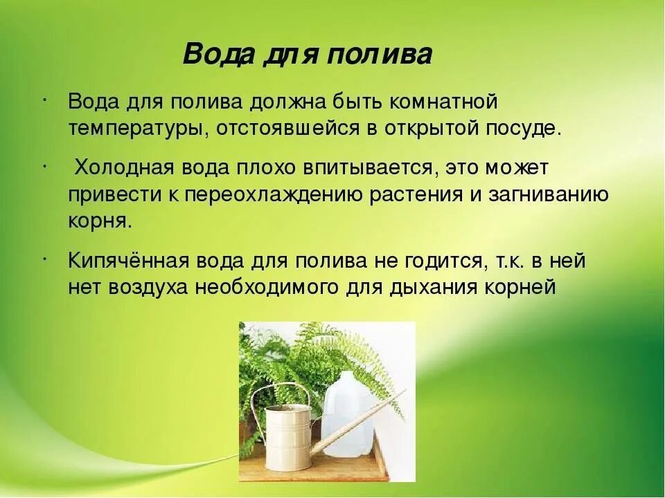 Полив растений. Полив комнатных растений. Правило полива растений. Правила полива комнатных растений.