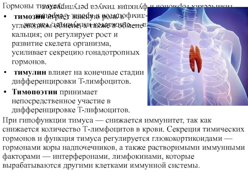 Тимус орган иммунной системы. Роль тимуса в иммунной системе. Функции тимуса в иммунной системе. Гормоны тимуса.