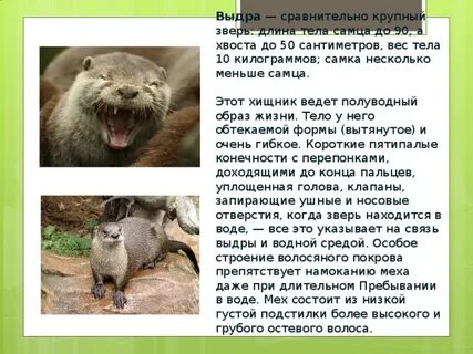 Выдра слова
