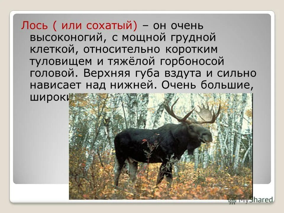 Лось фото и описание. Лось интересные факты для детей. Почему лось сохатый. Почему лось сохатый. Почему лося называют сохатым.