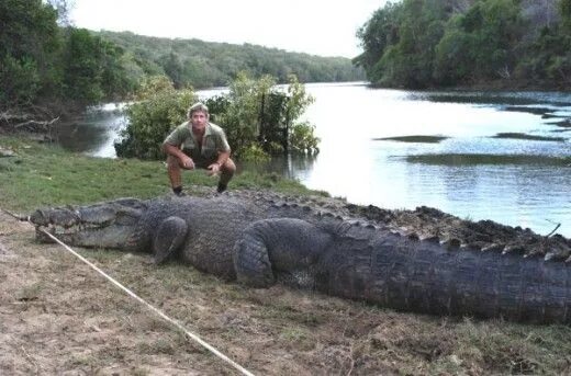 Как выглядит человек крокодил GIANT CROCODILE ATTACKS COMPILATION BIGGEST CROCODILE IN THE WORLD DOCUMENTARY 2