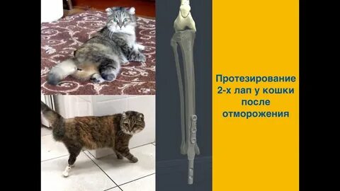 Восстановление кошки