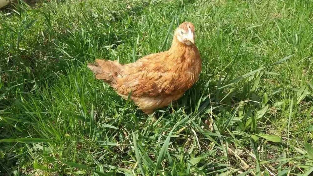 Куры молодки нижегородская область. Курица молодка. Порода золотисто-рыжих кур. Фото трёхмесячный курицы. Курица 4 месяца.
