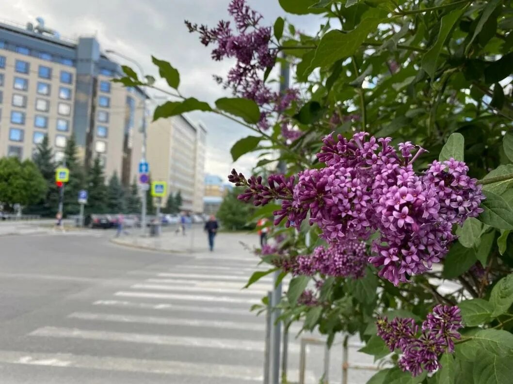 Тюмень в июне фото. Лето в тюмени будет