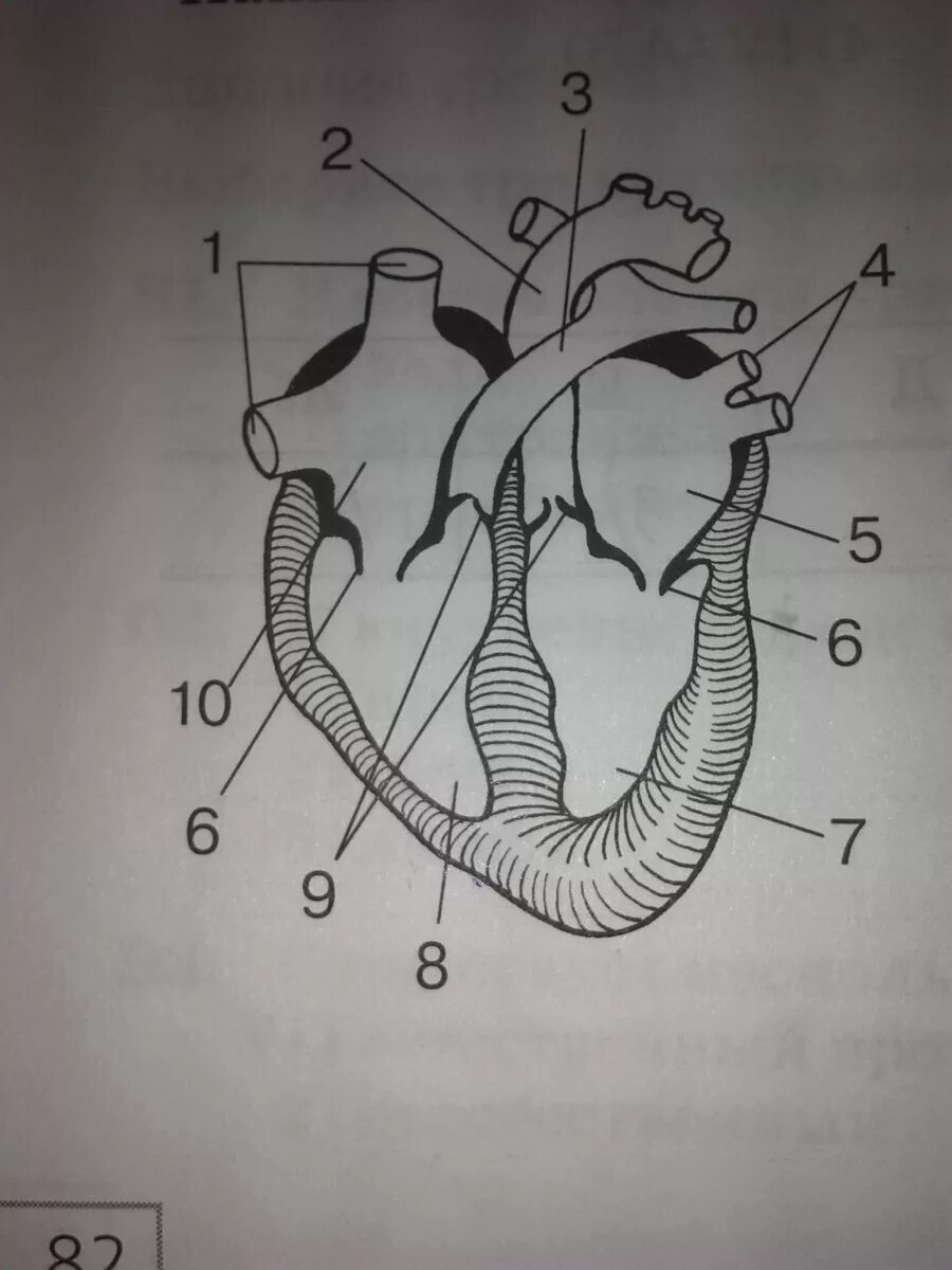 Сделайте подписи к рисунку строение. Строение сердца биология. Название частей сердца. Строение сердца человека без подписей. Строение сердца человека биология.