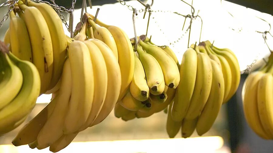 Бананы оказались очень вкусными теперь. Сорт гро-мишель. Самые сладкие сорта бананов. 1/2 банана. Бананы оказались очень вкусными теперь.