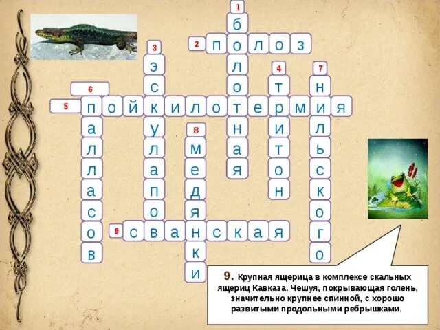 Кроссворд земноводные биология. Кроссворд по биологии 7 класс земноводные. Кроссворд на тему земноводные. Коасворо земноводные. Кроссворд про земноводных.