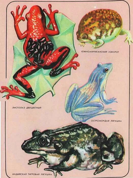 Камышовая жаба bufo calamita. Семиреченский лягушкозуб. Земноводные красной книги. Лэпбук по красной книге. Земноводное красной книги.