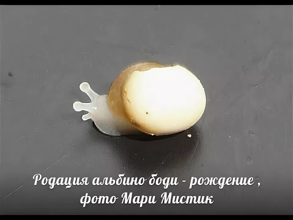 Через сколько дней вылупляется ахатина
