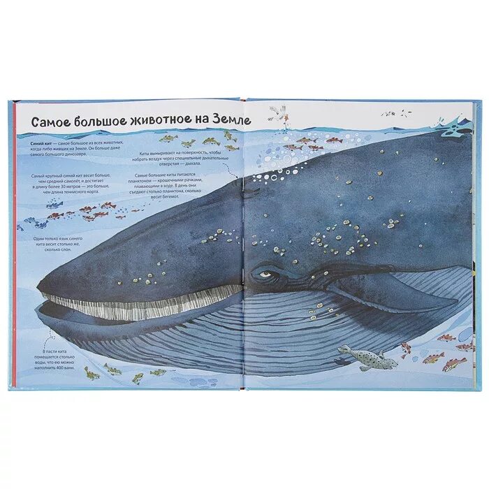 Сколько длиной самый большой кит. Самый большой кит вес. Вес кита самого большого. Размер самого большого кита в мире. Размеры кита самого большого.