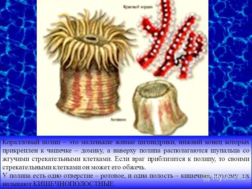 строение шестилучевого кораллового полипа. мадрепоровые кораллы строение. коралловые полипы актинии строение. строение шестилучевого коралла. коралловые полипы актинии строение.