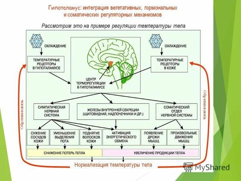 Биология повышенный уровень. Схема гормонального взаимодействия организма. Взаимосвязь нервной и эндокринной систем. Гормональная регуляция функций организма. Взаимосвязь всех систем организма.