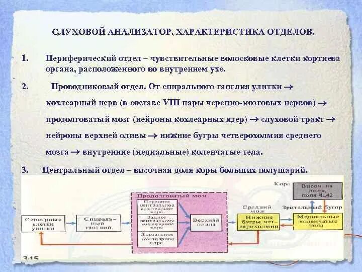 Отделы анализатора по и. п. Павлову. Учение и.п. Павлова об анализаторах. 2. Учение и. п. Павлова об анализаторах. Слуховой анализатор по Павлову.