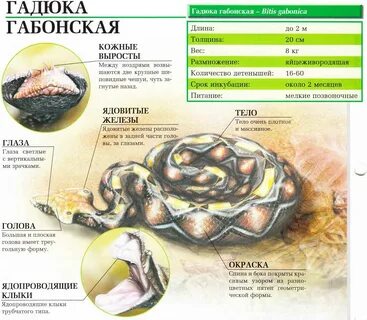Гадюка толстой содержание