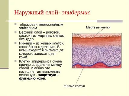 Наружный слой дермы