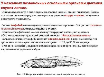 Дыхательная система водных позвоночных животных