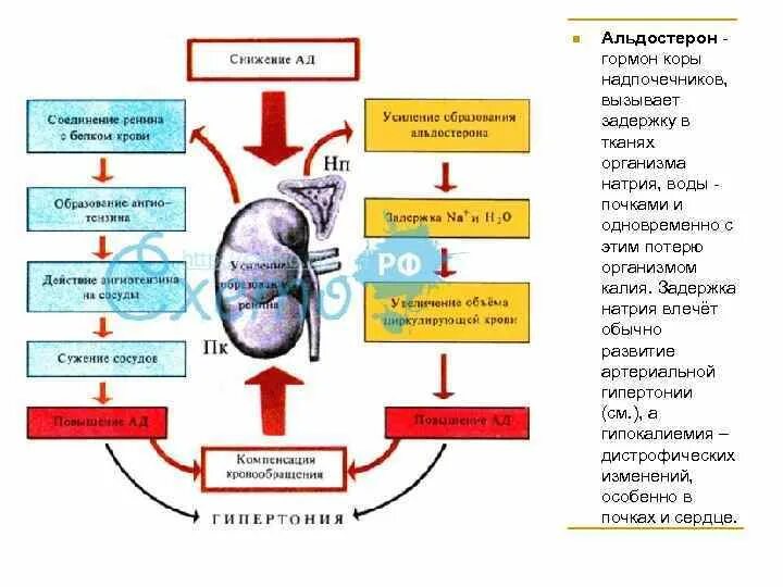 Давление при заболевании почек. Почечная система контроля артериального давления. Функции почки регуляция артериального давления. Роль почек в регуляции артериального давления. Механизм повышения артериального давления при заболеваниях почек..