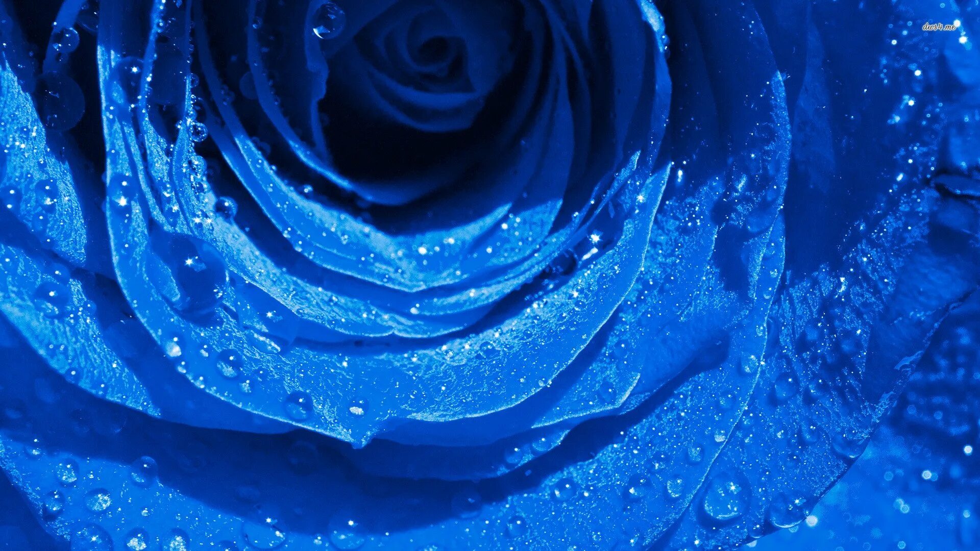 Синие картинки распечатать. Синяя роза. Синие картинки. Красивый синий. Синие картинки на рабочий стол.