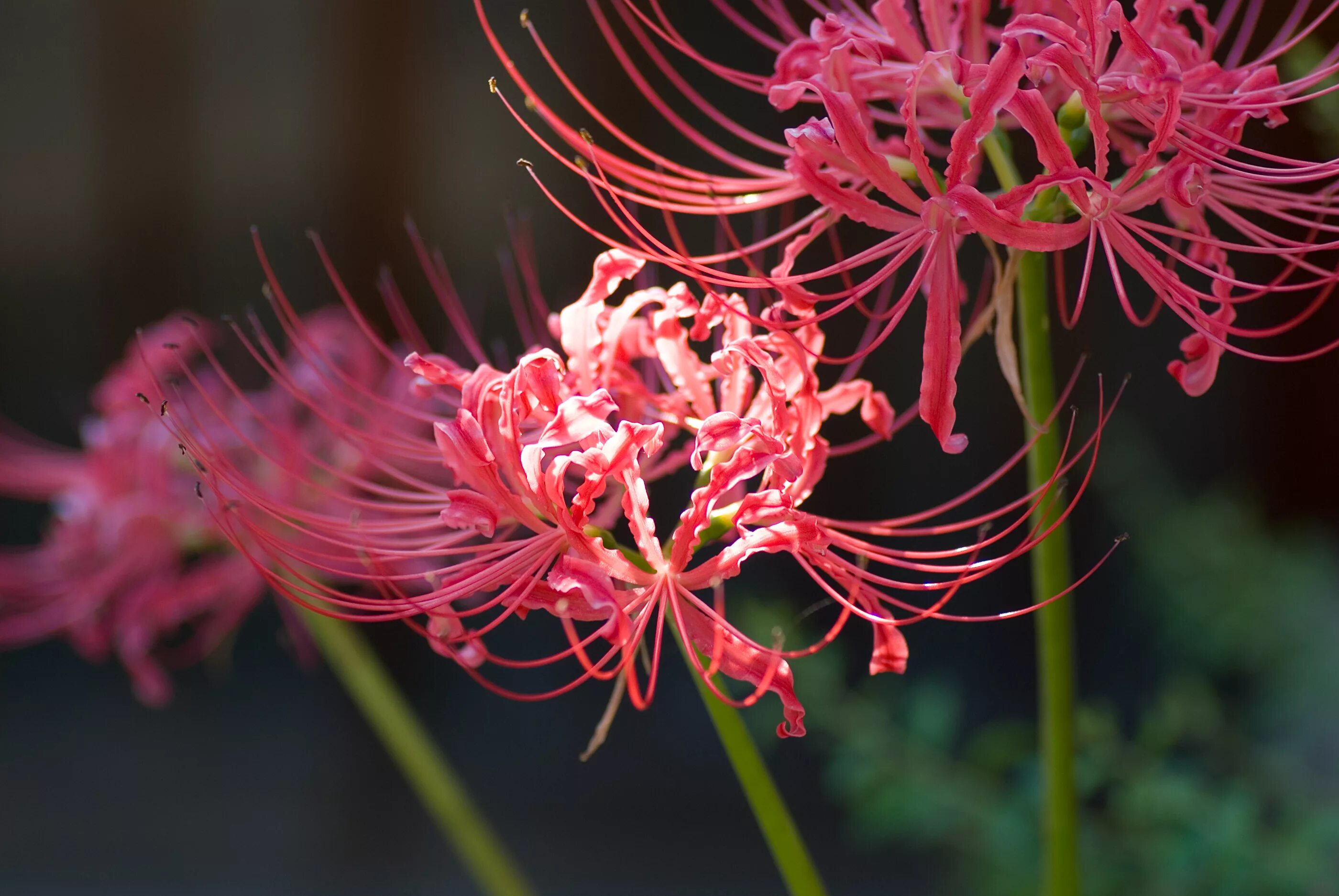 Как называется цветок из токийского. Ликорис лучистый. ликорис лучистый (lycoris radiata). ликорис цветок смерти. китайская лилия ликорис.