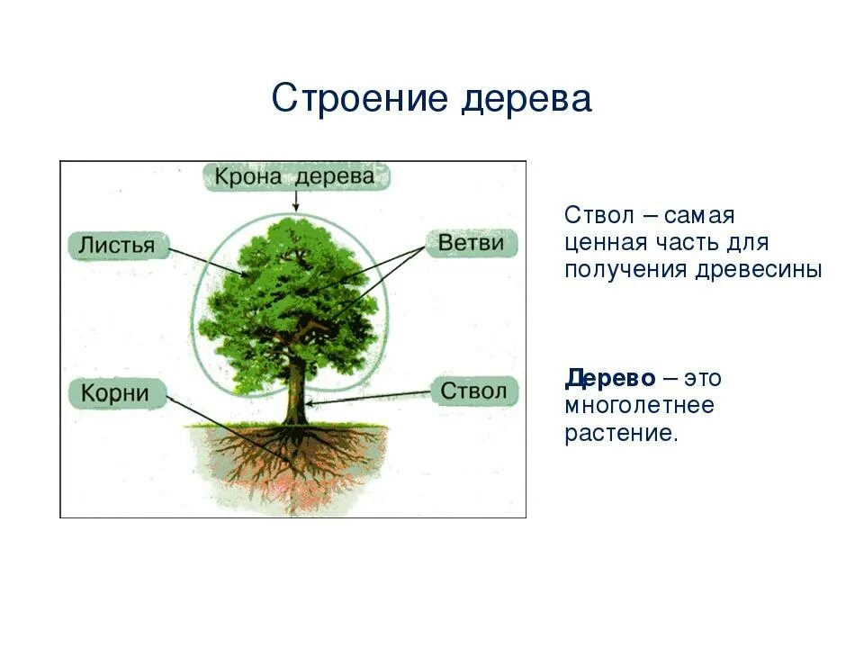 Структура хвойного. Строение дерева. Дерево части дерева. Сосна строение дерева. Строение хвойного дерева.