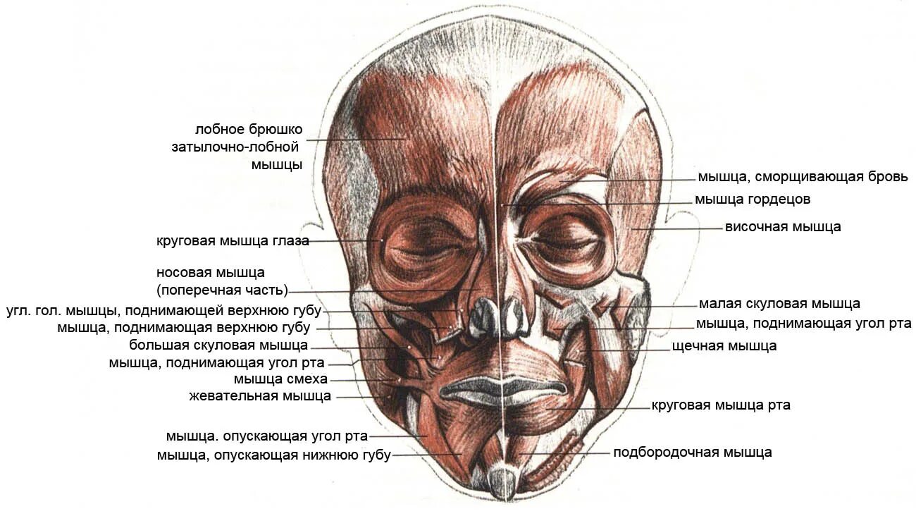 Левый угол рта. Мимические мышцы лица анатомия вид спереди. Мимические мышцы вид сбоку. Мимические мышцы анатомия сбоку. Мышцы лица вид спереди на латинском.