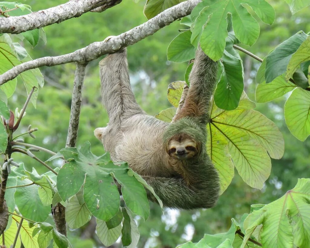 Сколько живут ленивцы. Ленивец в джунглях. Ленивец Коста Рика. Двупалый Ленивец. Трехпалый Ленивец зеленый.