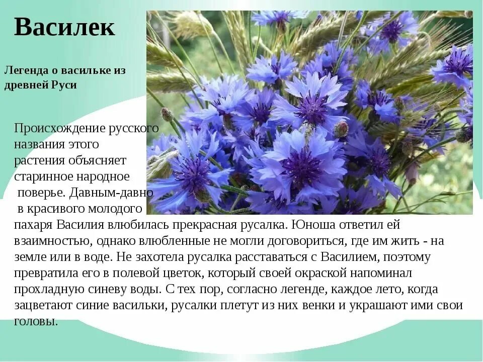 Мир василька. Легенда о васильке. Полевые цветы и легенды. Легенды о цветах. Легенды о растениях.