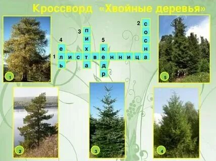 Хвойное дерево юга 4 буквы сканворд. Кроссворд хвойные деревья. Кроссворд биология голосеменные. Кроссворд по биологии по теме голосеменные растения. Хвойное дерево юга 4 буквы сканворд.