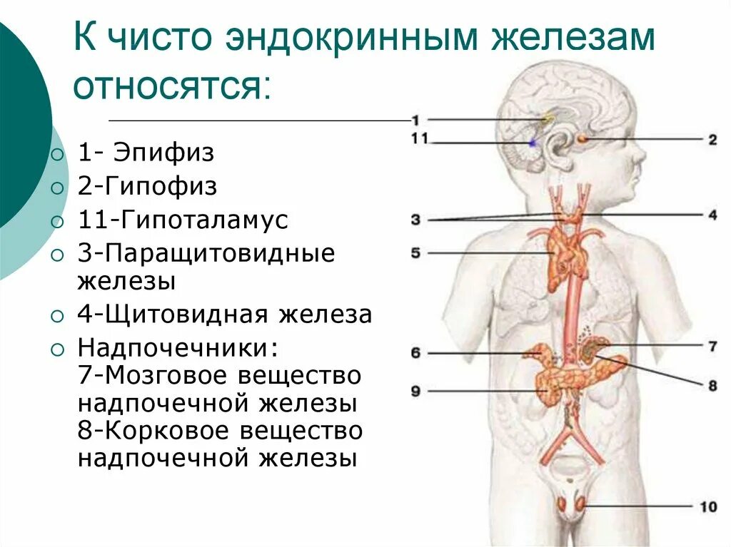 Какие железа относятся к эндокринным