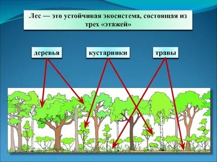 Экосистема леса