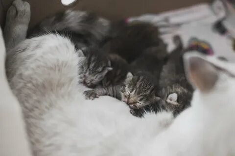 Двухмесячный котенок