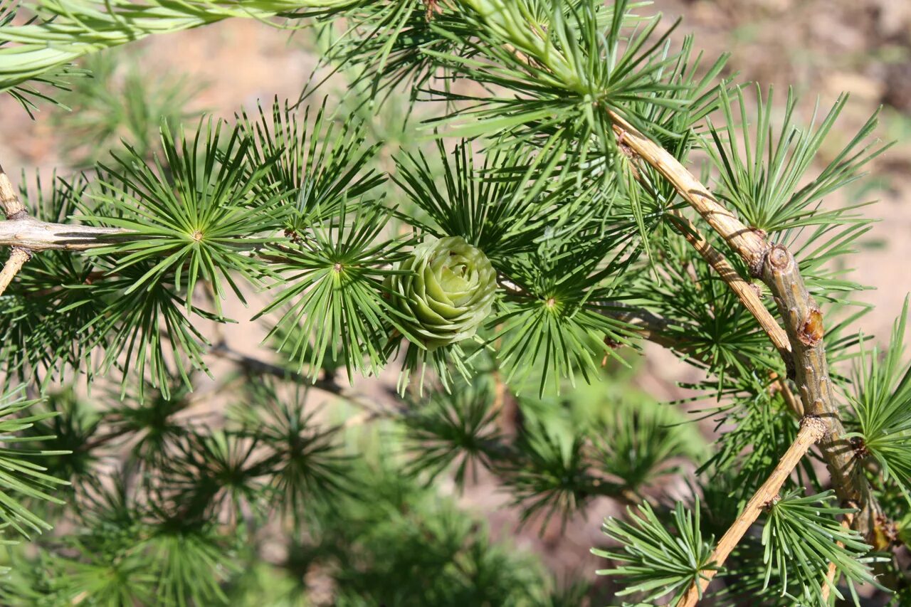 Лиственница европейская Larix decidua. Larix kaempferi. Лиственница японская Кемпфера.