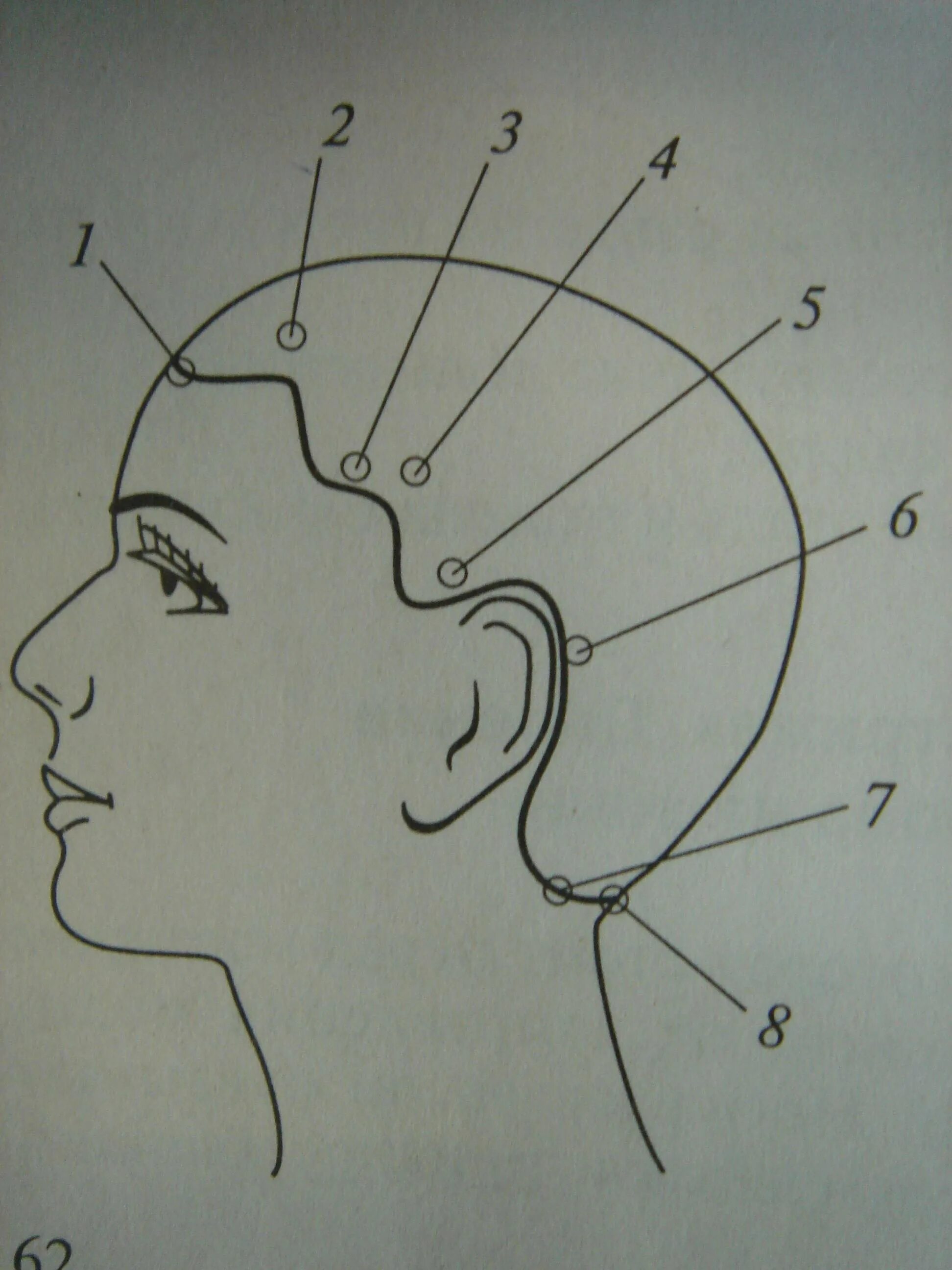 Строение волосяного Покрова головы. Анатомия головы линия роста волос. Точки головы для стрижки. Деление головы на зоны для парикмахеров схема.